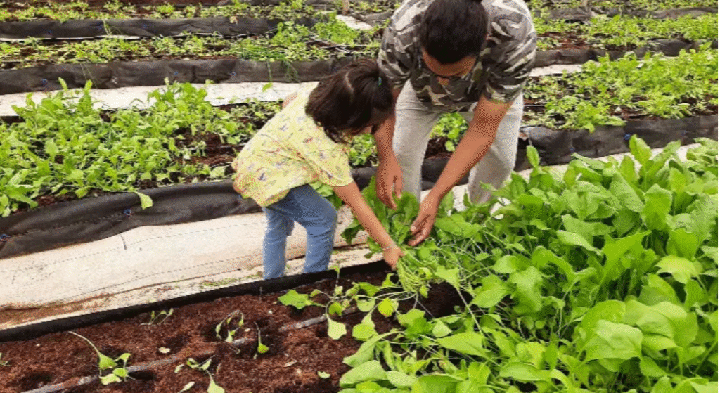Home khushi plucking