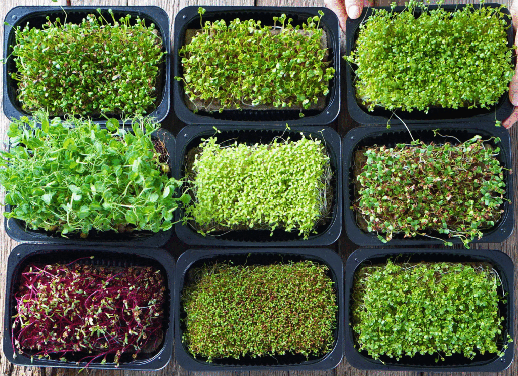 microgreens microgreens